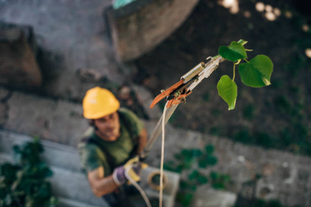 How Our Tree Care Process Works  in Houserville, PA